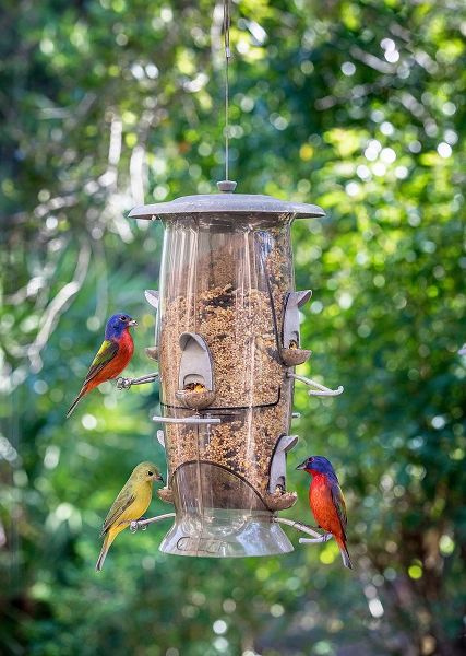 Beautiful painted buntings-male and female on backyard feeder seen from window